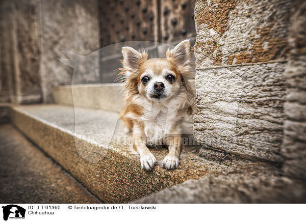Chihuahua / LT-01360
