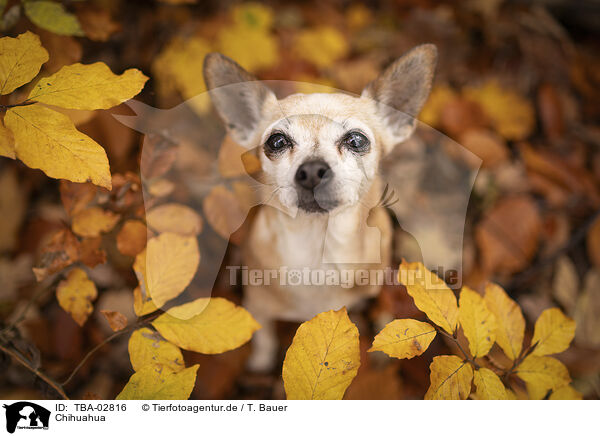 Chihuahua / Chihuahua / TBA-02816