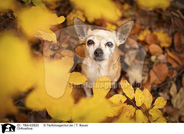 Chihuahua / Chihuahua / TBA-02820