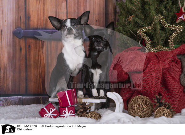 Chihuahus / Chihuahus / JM-17578