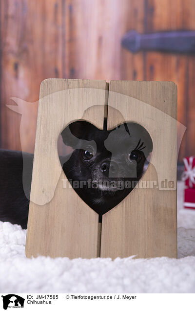 Chihuahua / Chihuahua / JM-17585