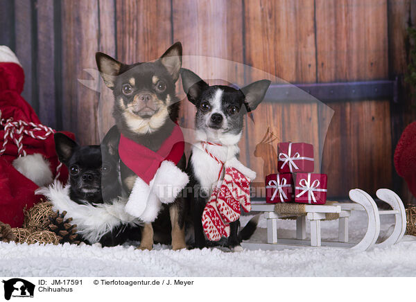 Chihuahus / JM-17591