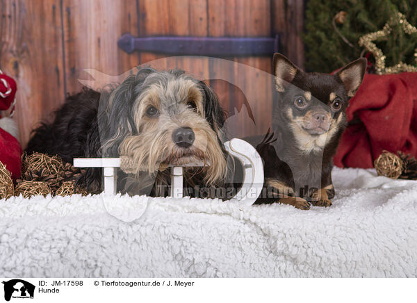 Hunde / dogs / JM-17598