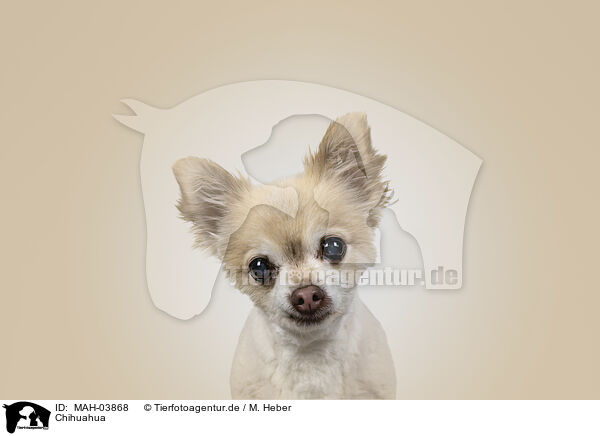 Chihuahua / Chihuahua / MAH-03868