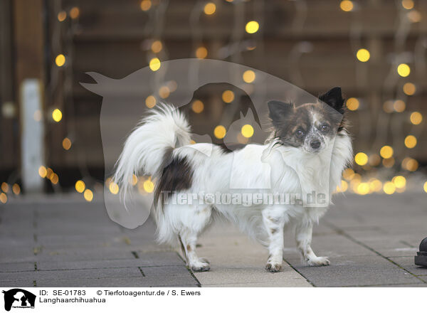 Langhaarchihuahua / SE-01783