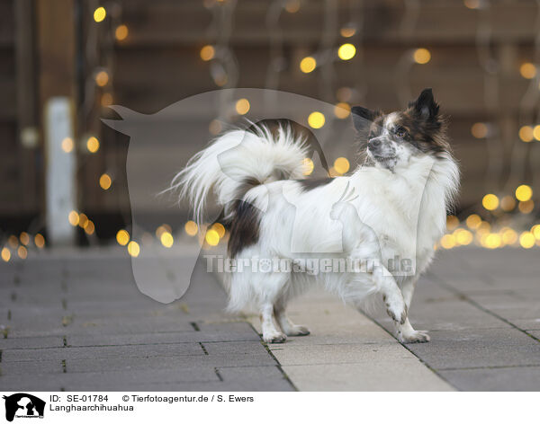 Langhaarchihuahua / longhaired Chihuahua / SE-01784