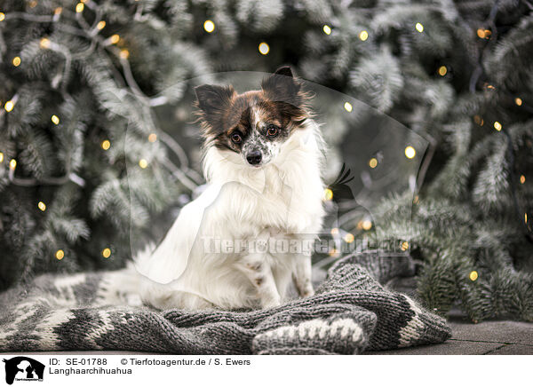 Langhaarchihuahua / longhaired Chihuahua / SE-01788