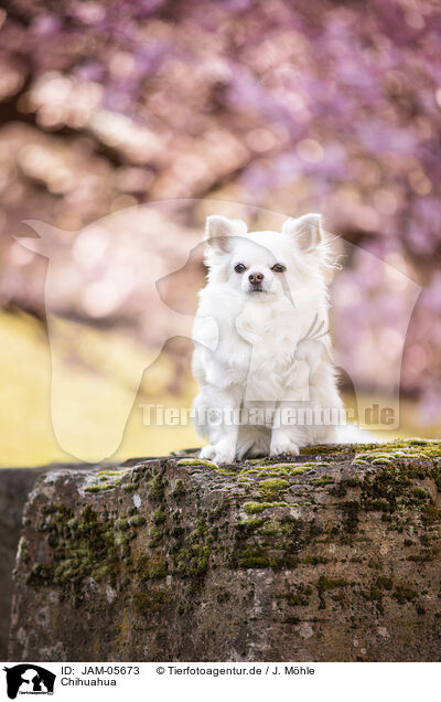 Chihuahua / Chihuahua / JAM-05673
