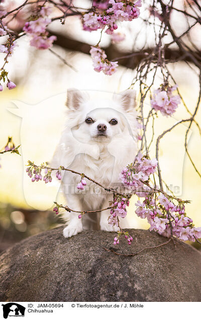 Chihuahua / Chihuahua / JAM-05694