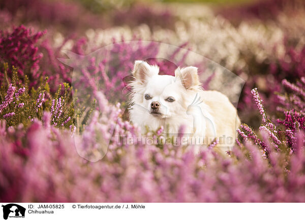 Chihuahua / Chihuahua / JAM-05825