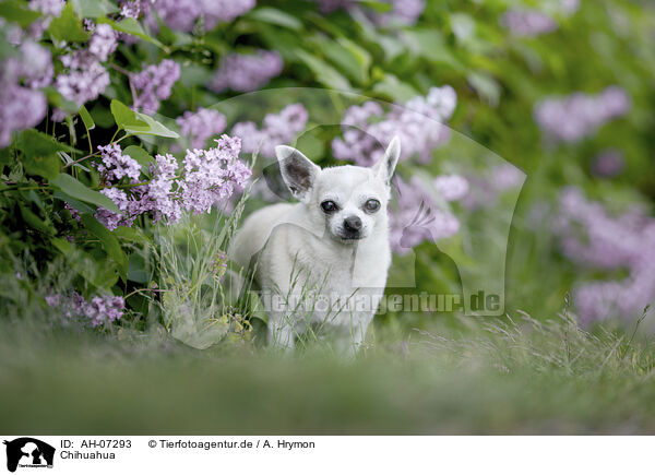 Chihuahua / Chihuahua / AH-07293