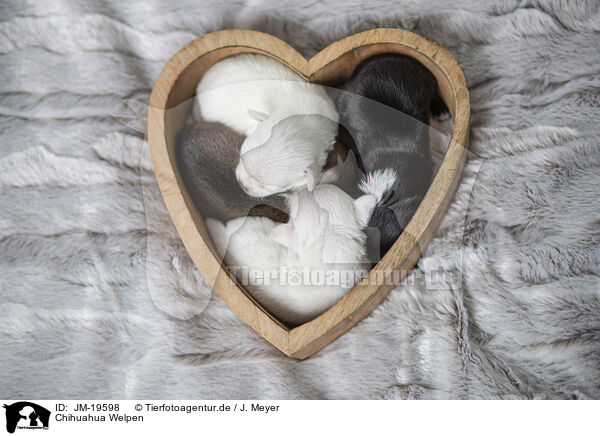 Chihuahua Welpen / Chihuahua Puppies / JM-19598