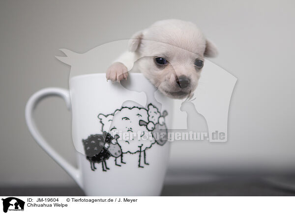 Chihuahua Welpe / Chihuahua Puppy / JM-19604