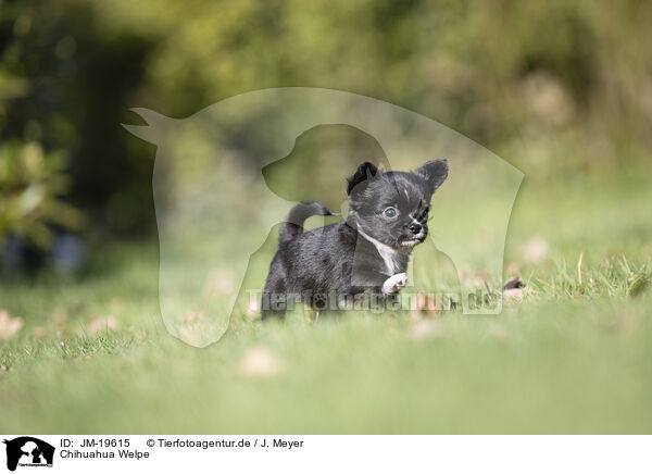 Chihuahua Welpe / JM-19615