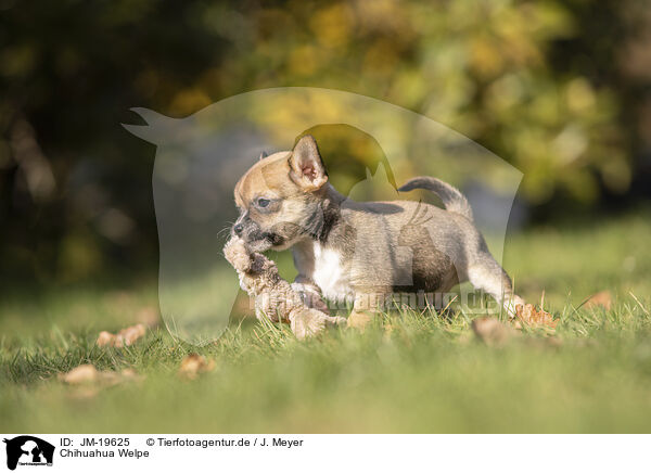 Chihuahua Welpe / Chihuahua Puppy / JM-19625