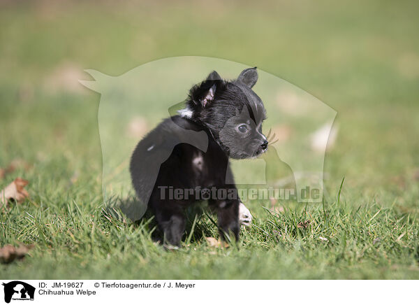 Chihuahua Welpe / JM-19627