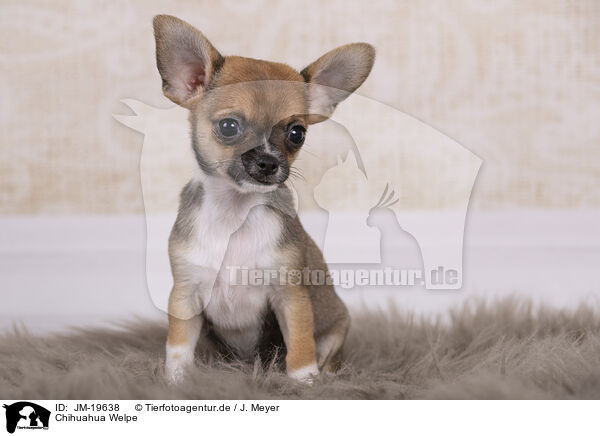 Chihuahua Welpe / Chihuahua Puppy / JM-19638