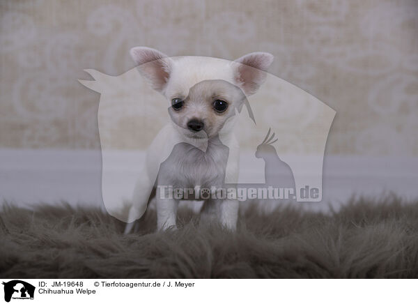 Chihuahua Welpe / Chihuahua Puppy / JM-19648