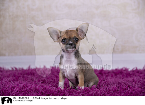 Chihuahua Welpe / Chihuahua Puppy / JM-19663