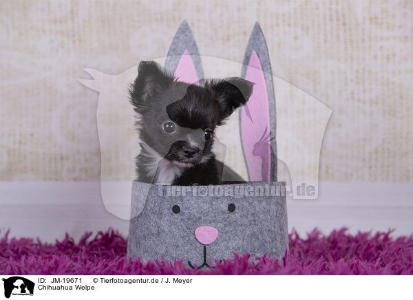 Chihuahua Welpe / JM-19671