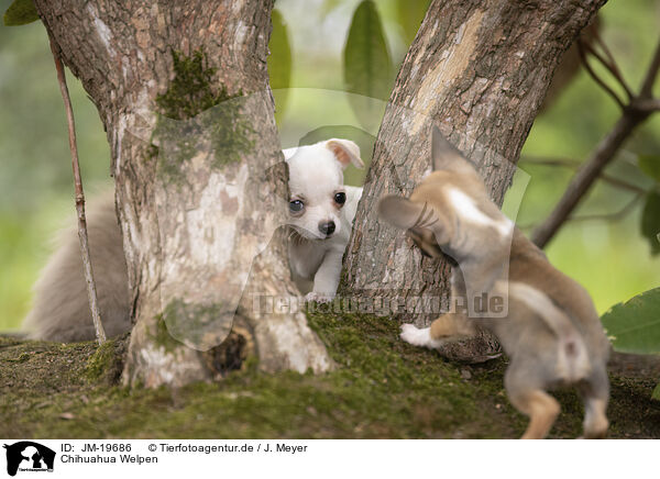 Chihuahua Welpen / Chihuahua Puppies / JM-19686