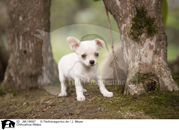Chihuahua Welpe / Chihuahua Puppy / JM-19687