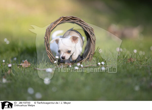 Chihuahua Welpe / Chihuahua Puppy / JM-19700