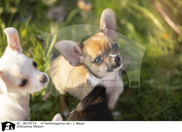 Chihuahua Welpen / Chihuahua Puppies / JM-19714