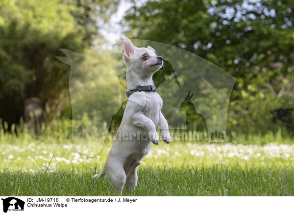 Chihuahua Welpe / Chihuahua Puppy / JM-19718
