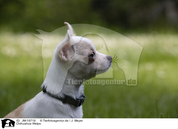 Chihuahua Welpe / Chihuahua Puppy / JM-19719