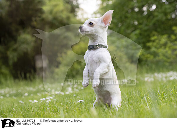 Chihuahua Welpe / Chihuahua Puppy / JM-19728