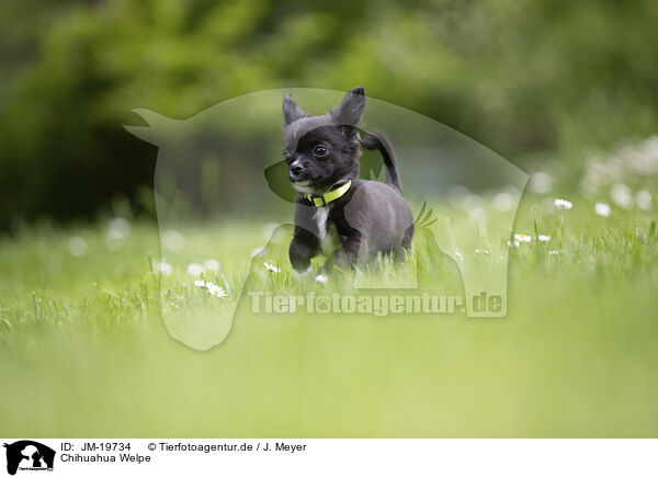 Chihuahua Welpe / Chihuahua Puppy / JM-19734