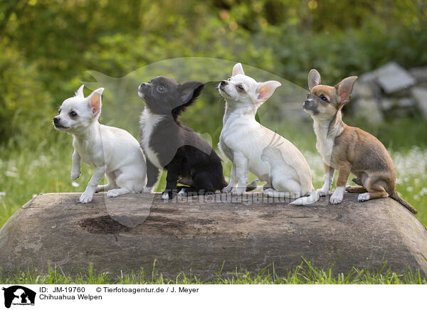 Chihuahua Welpen / Chihuahua Puppies / JM-19760