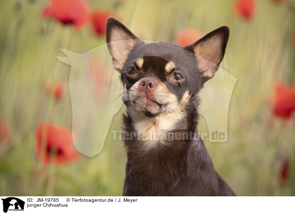 junger Chihuahua / JM-19785