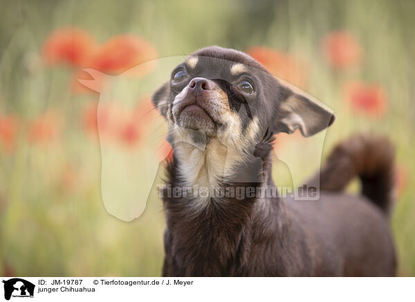 junger Chihuahua / young Chihuahua / JM-19787