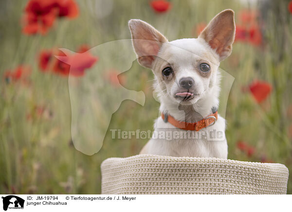 junger Chihuahua / young Chihuahua / JM-19794