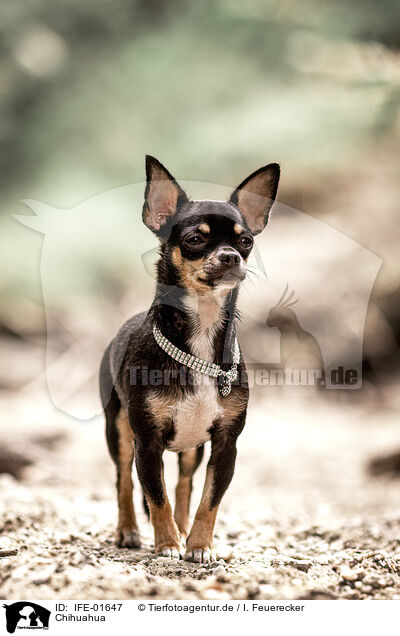 Chihuahua / Chihuahua / IFE-01647