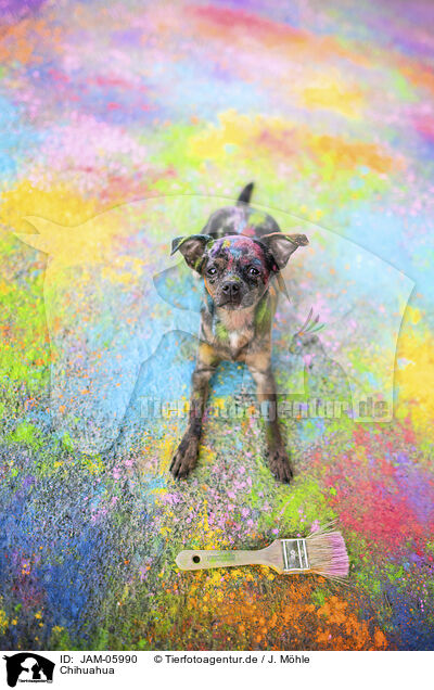 Chihuahua / Chihuahua / JAM-05990