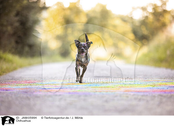 Chihuahua / JAM-05994