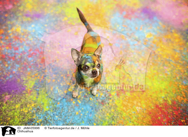 Chihuahua / JAM-05996