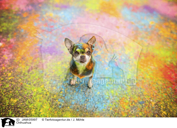 Chihuahua / JAM-05997