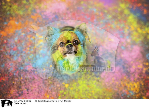 Chihuahua / JAM-06002