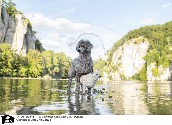 Kleinpudel und Chihuahua / Standard Poodle and Chihuahua / AH-07645