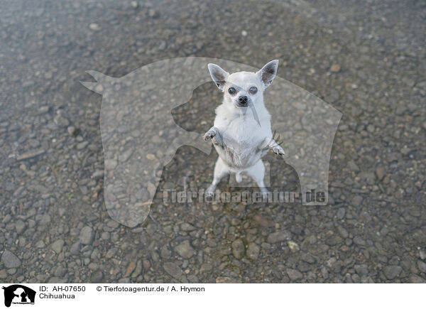 Chihuahua / Chihuahua / AH-07650