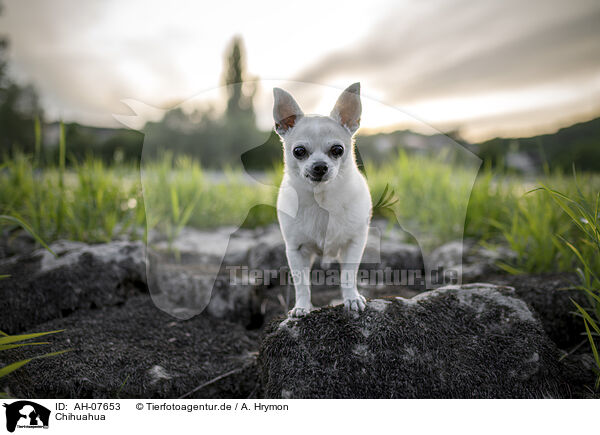 Chihuahua / Chihuahua / AH-07653