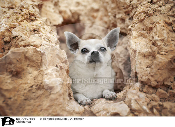 Chihuahua / Chihuahua / AH-07656