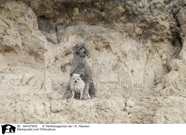 Kleinpudel und Chihuahua / Standard Poodle and Chihuahua / AH-07935