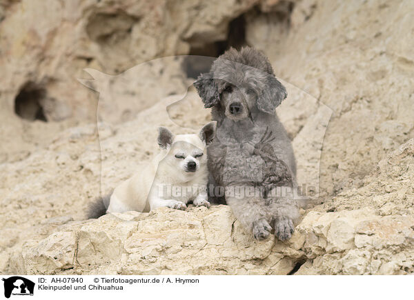 Kleinpudel und Chihuahua / Standard Poodle and Chihuahua / AH-07940