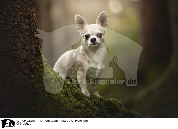 Chihuahua / Chihuahua / CF-02206