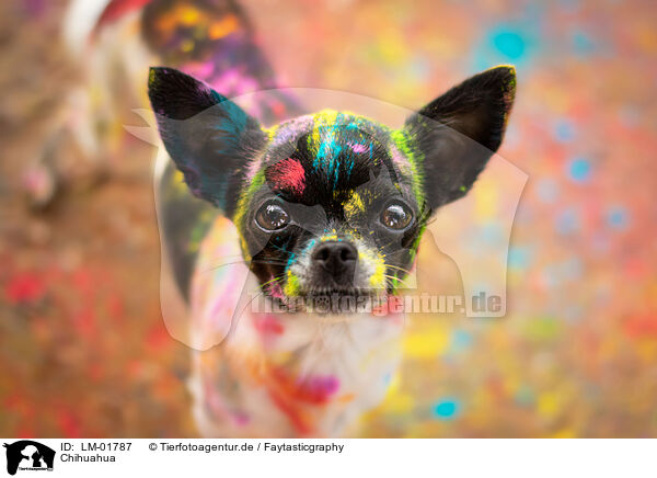 Chihuahua / Chihuahua / LM-01787